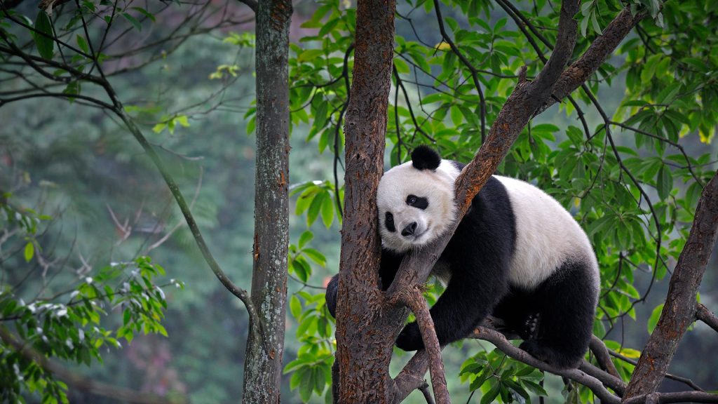 Cute pandas in Chengdu