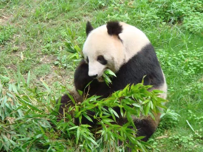 Gaint panda in Chengdu