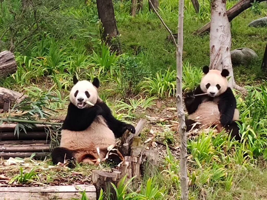 the Giant panda Chengdu