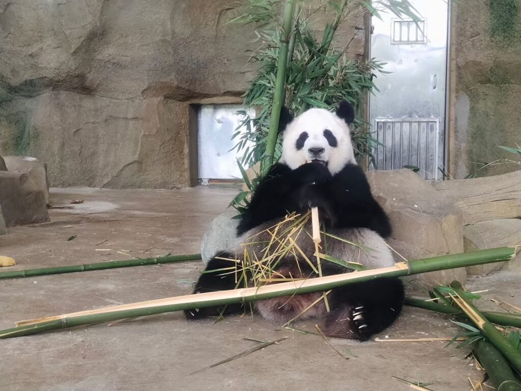 Chengdu’s relaxed atmosphere.