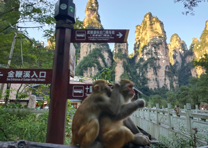 Little monkey in Zhangjiajie