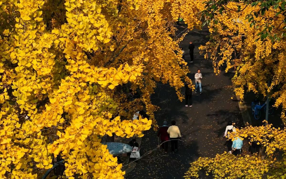 Chengdu in Autumn