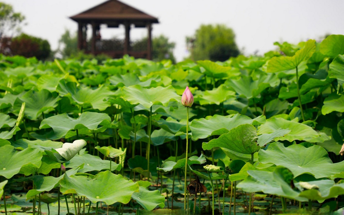 Chengdu in Summer