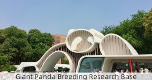 Chengdu Giant Panda Breeding Research Base