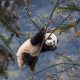 Chengdu Pandas