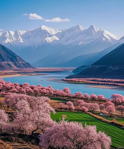 Nyingchi Peach Blossoms