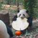 Panda tour