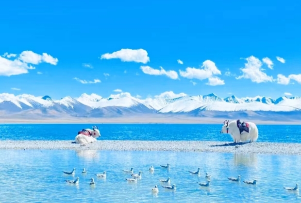 Tibet Yamdrok Lake white yak
