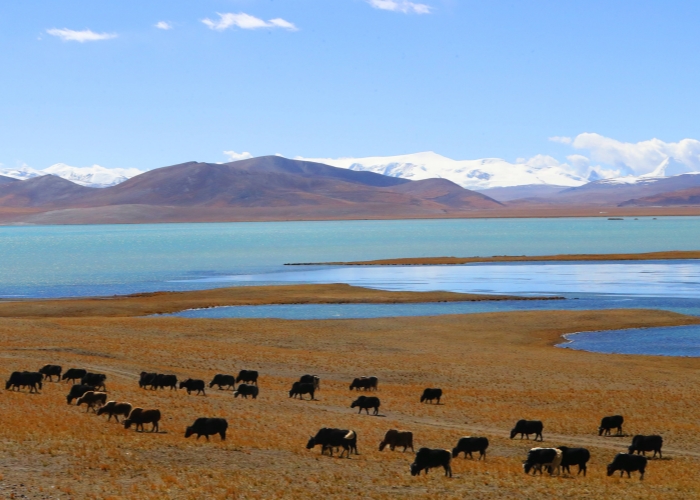 Tibet in Autumn