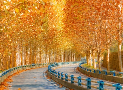 chongqing autumn