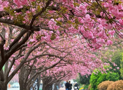 xian spring cherry blossom