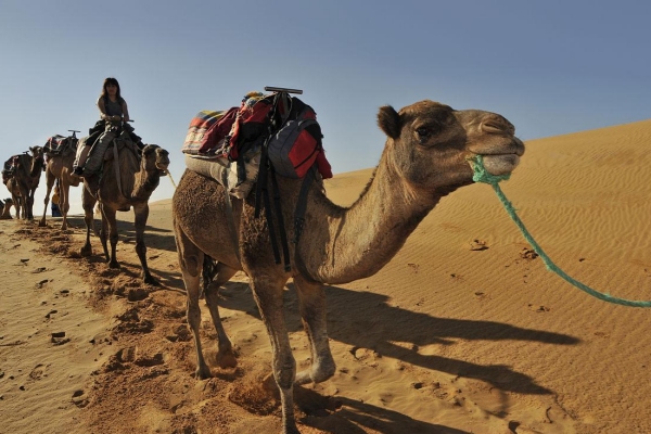 Camel
