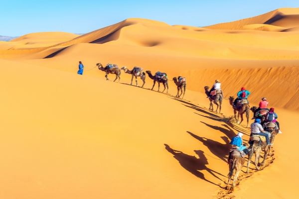 Camel caravan