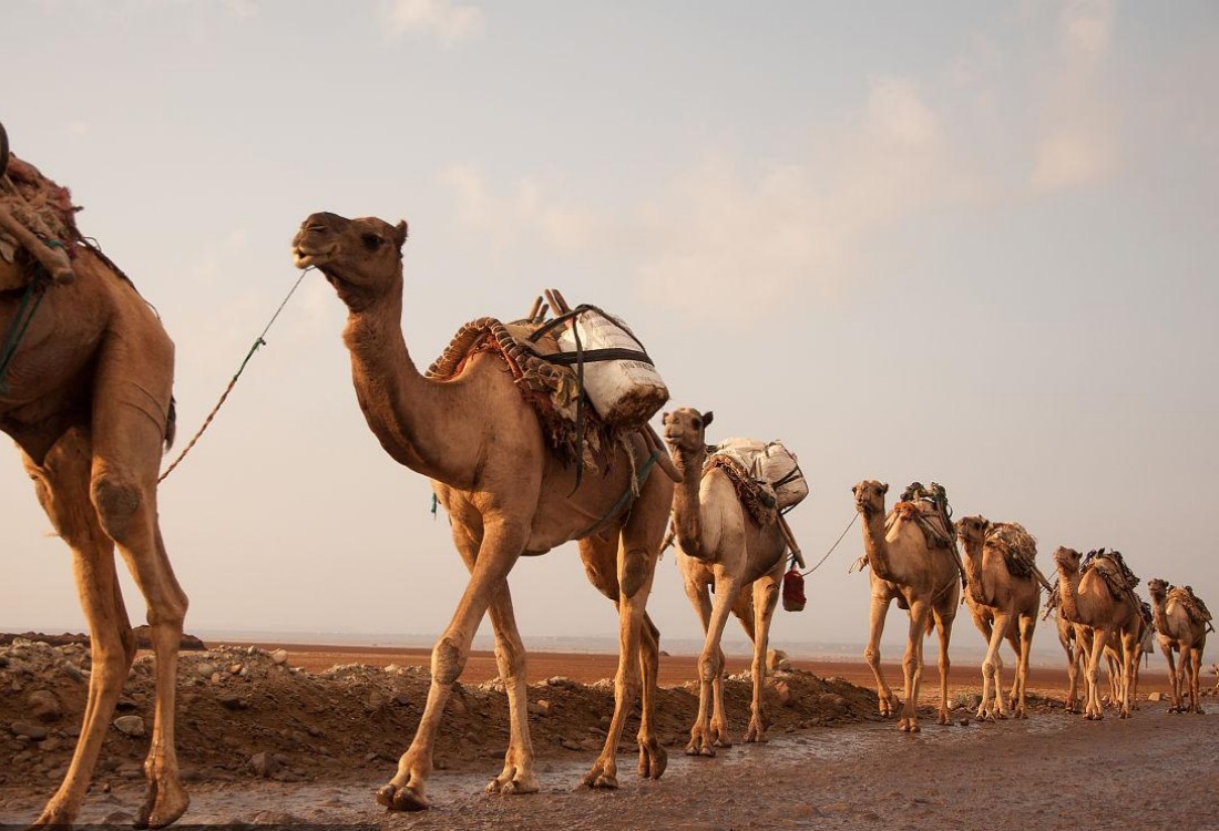Camel Caravans