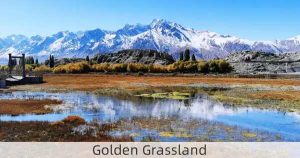 Golden Grassland