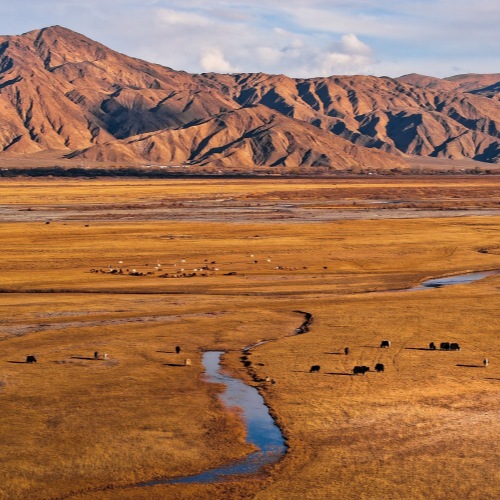 Golden Grassland