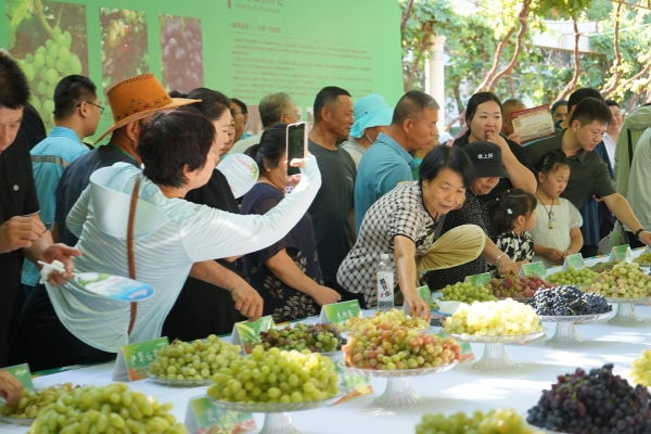 Grape Tasting