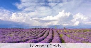 Lavender Fields