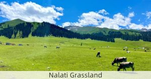 Nalati Grassland