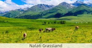 Nalati Grassland