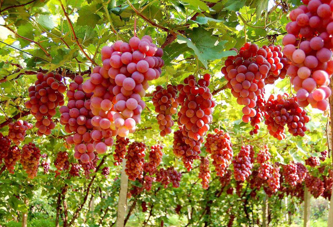 Turpan Grape