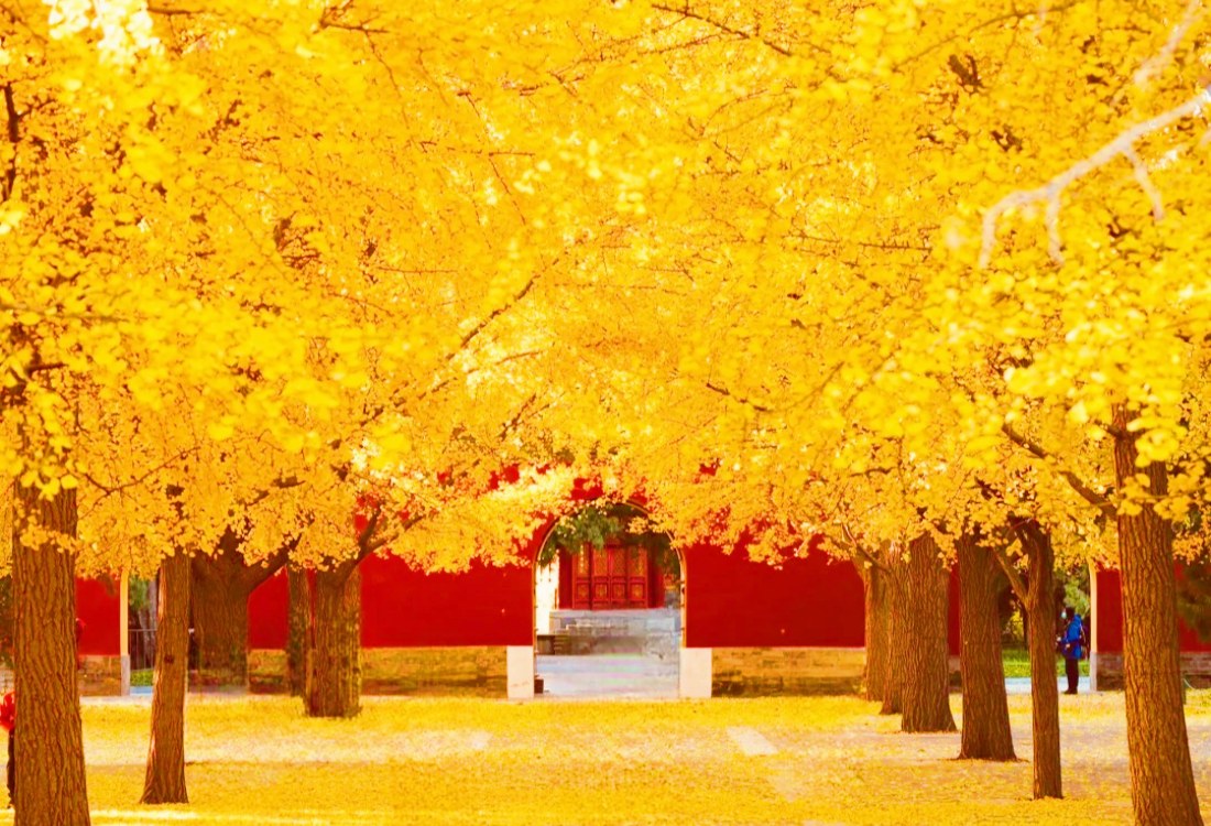 beijing autumn forbidden city scenery