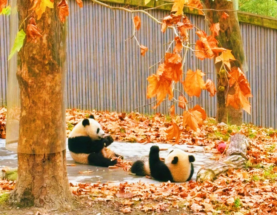 chengdu autumn chengdu panda base breeding centre (3)