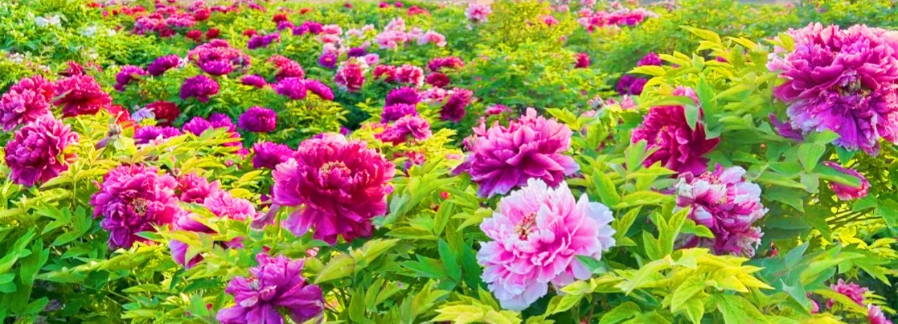 luoyang peony