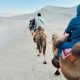 ride camel in Echo Sand Mountain