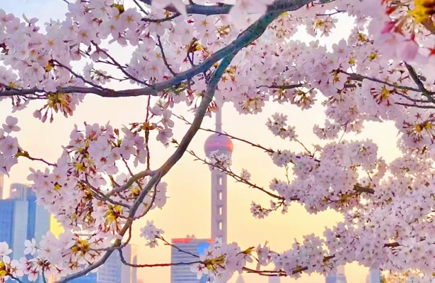 shanghai spring