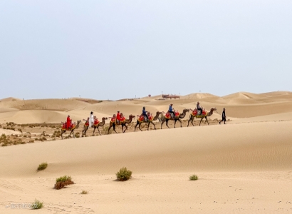 silk road tour camel