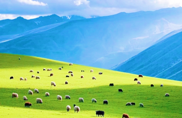 tibet summer