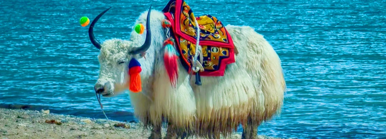 tibet yak