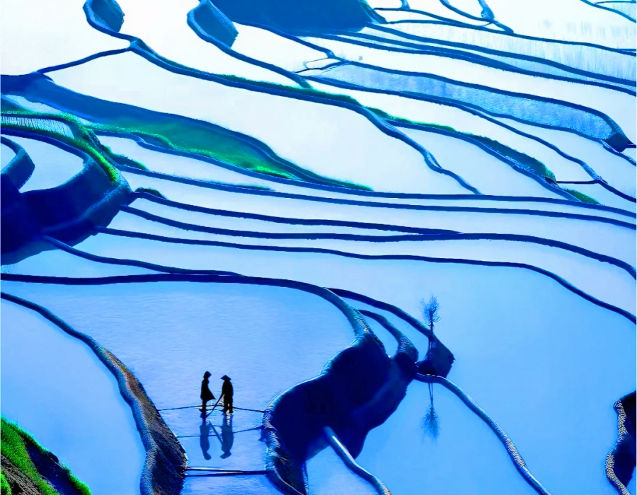 yunnan summer yuanyang rice terrance