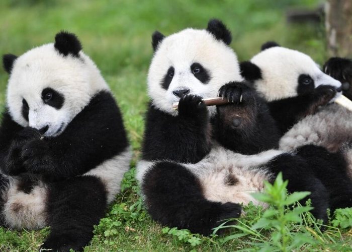 Chengdu Giant Pandas