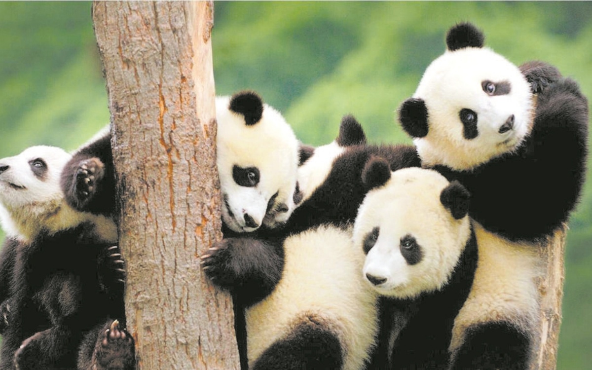 Chengdu Panda Base