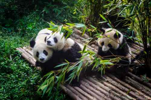Chengdu Panda Base
