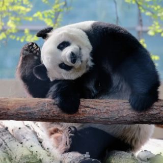 Cute Giant Pandas