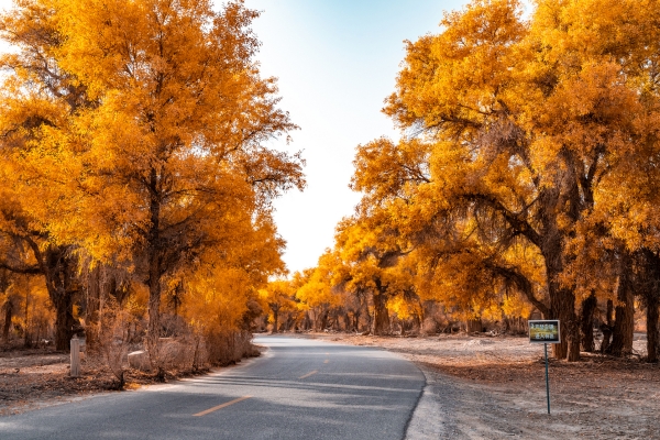 Diversifolious Poplar
