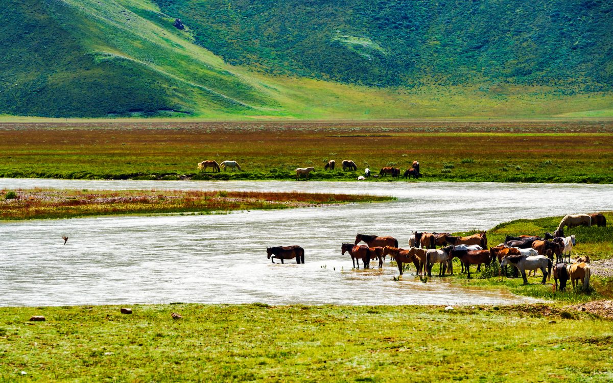 Nalati Grassland