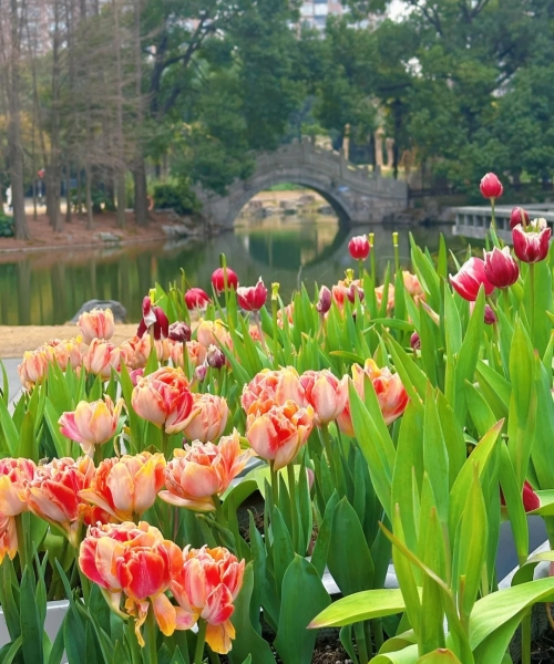 Shanghai Botanical Garden