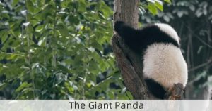 The Giant Panda