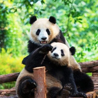 giant panda