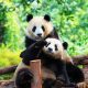giant panda