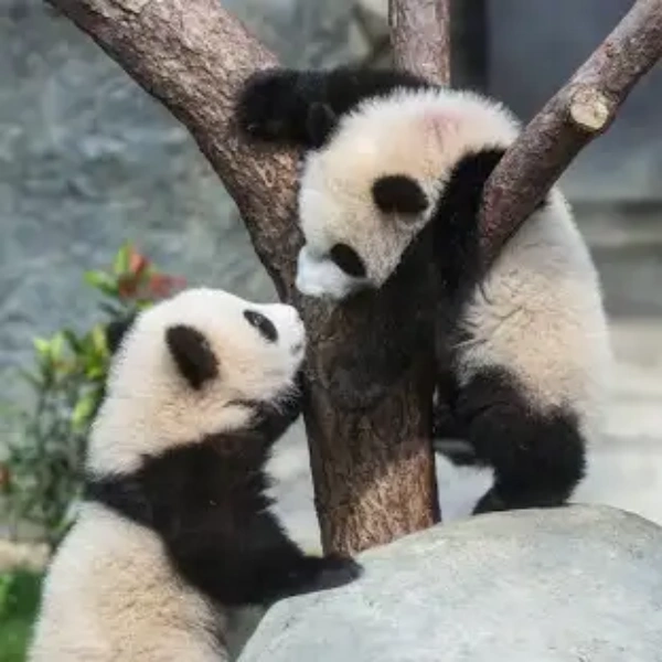 giant panda