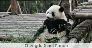 Chengdu Giant Panda