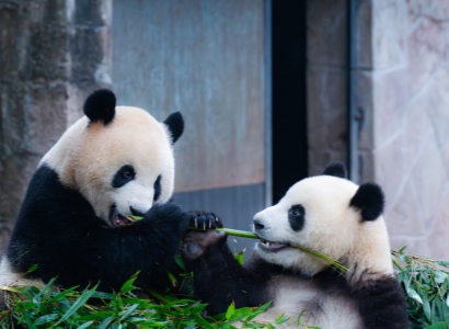 Chengdu Pandas