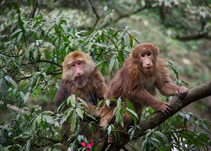 Ecological Monkey Zone
