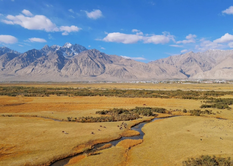 Aral's Golden Grassland