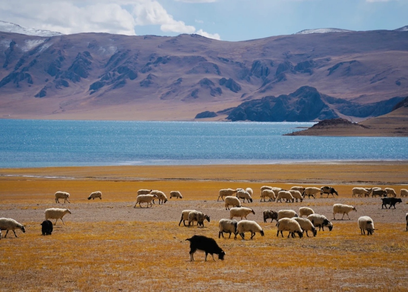 Autumn in Tibet